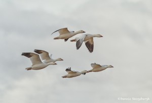 4053 Snow Geese (Chen caerulescens), Bosque del Apache, New Mexico