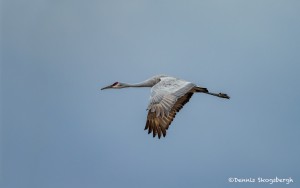 4056 Sandhill Crane (Grus canadensis), Bosque del Apache NWR, New Mexico