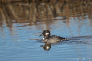 4060 Female Bufflehead (Bucephala albeola), Bosque del Apache, New Mexico