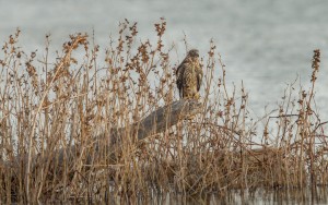 4066 Northern Harrier (Circus cyaneus), Bosque del Apache, New Mexico