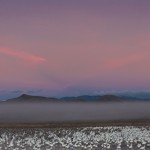 4067 Foggy Morning at Bosque del Apache, New Mexico