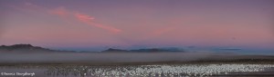 4067 Foggy Morning at Bosque del Apache, New Mexico