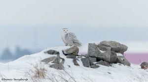 4070 Snowy Owl (Bubo scandiacus), Ontario, Canada