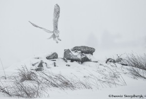 4072 Snowy Owl (Bubo scandiacus), Ontario, Canada