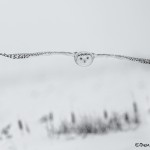 4073 Snowy Owl (Bubo scandiacus), Ontario, Canada