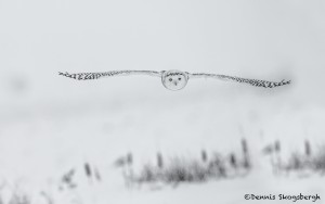 4073 Snowy Owl (Bubo scandiacus), Ontario, Canada