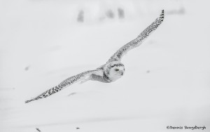 4074 Snowy Owl (Bubo scandiacus), Ontario, Canada