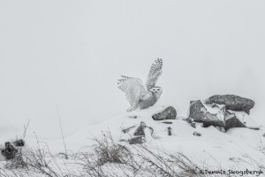 4075 Snowy Owl (Bubo scandiacus), Ontario, Canada