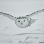 4077 Snowy Owl (Bubo scandiacus), Ontario, Canada