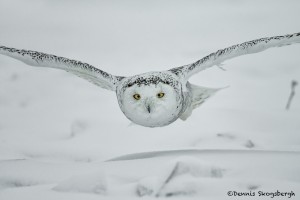 4077 Snowy Owl (Bubo scandiacus), Ontario, Canada