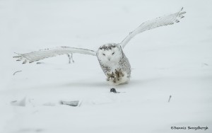 4079 Snowy Owl (Bubo scandiacus), Ontario, Canada