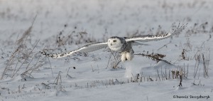 4080 Snowy Owl (Bubo scandiacus), Ontario, Canada