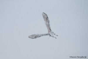 4087 Snowy Owl (Bubo scandiacus), Ontario, Canada