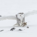 4088 Snowy Owl (Bubo scandiacus), Ontario, Canada