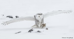 4088 Snowy Owl (Bubo scandiacus), Ontario, Canada