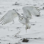 4090 Snowy Owl (Bubo scandiacus), Ontario, Canada