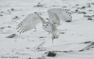 4090 Snowy Owl (Bubo scandiacus), Ontario, Canada