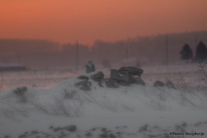 4091 Sunrise, January, Snowy Owl (Bubo scandiacus), Ontario, Canada