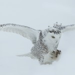 4093 Snowy Owl (Bubo scandiacus), Ontario, Canada