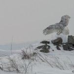 4094 Snowy Owl (Bubo scandiacus), Ontario, Canada