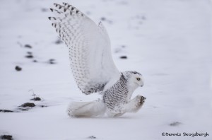 4096 Snowy Owl (Bubo scandiacus), Ontario, Canada