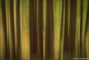 4105 Redwoods, The Forest of Nisene Marks State Park, Big Sur, CA