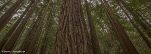 4107 Redwoods, The Forest of Nisene Marks State Park, Big Sur, CA