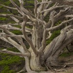 4109 Gnarly Old Monterey Cypress Tree, Point Lobos State Reserve, Big Sur, California