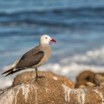 4120 Heermann's Gull (Larus heermanni), Asilomar Beach, Big Sur, CA