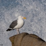4121 Slaty-backed Gull (Larus schistisagus), Asilomar Beach, Big Sur, CA