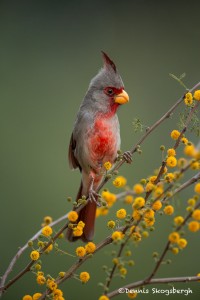 4125 Male Pyrrhuloxia (Cardinalis sinuatus), Rio Grande Valley, TX