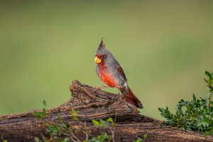 4126 Adult Male Pyrrhuloxia (Cardinalis sinuatus), Rio grande Valley, TX