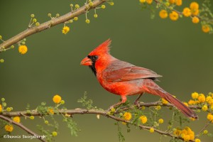 4132 Male Northern Cardinal (Cardinalis cardinalis), Rio Grande Valley, TX