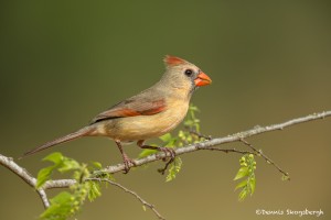 4133 Female Northern Cardinal (Cardinalis cardinalis), Rio Grande Valley, TX