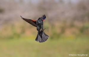 4135 Male Red-winged Blackbird (Agelaius phoeniceus), Rio Grande Valley, TX