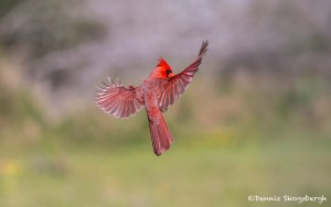 4137 Male Northern Cardinal (Cardinalis cardinalis), Rio Grande Valley, TX