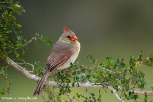 4145 Female Northern Cardinal (Cardinalis cardinalis), Rio Grande Valley, TX