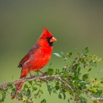 4146 Northern Cardinal (Cardinalis cardinalis), Rio Grande Valley, TX