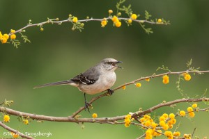 4148 Northern Mockingbird (Mimus polyglottos), Rio Grand Valley, TX