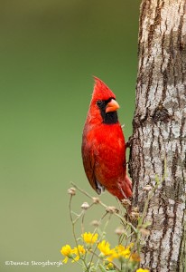 4153 Male Northern Cardinal (Cardinalis cardinalis), Rio Grande Valley, TX