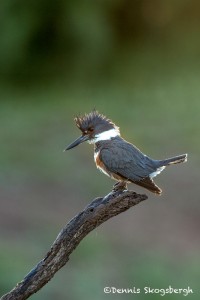 4154 Female Belted Kingfisher (Megaceryle aleyon), Rio Grande Valley, TX