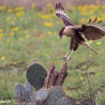 4155 Juvenile Crested Caracara (Caracara cheriway), Rio Grande Valley, TX