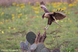 4155 Juvenile Crested Caracara (Caracara cheriway), Rio Grande Valley, TX