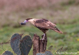 4157 Juvenile Crested Caracara (Caracara cheriway), Rio Grande Valley, TX