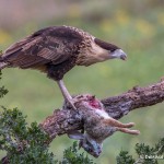 4159 Juvenile Crested Caracara (Caracara cheriway), Rio Grande Valley, TX