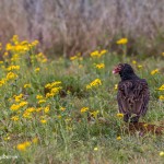 4162 Turkey Vulture (Cathartes aura), Rio Grande Valley, TX