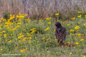 4162 Turkey Vulture (Cathartes aura), Rio Grande Valley, TX