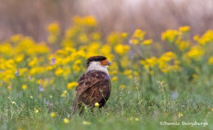 4163 Adult Crested Caracara (Caracara cheriway), Rio Grande Valley, TX