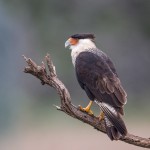 4164 Adult Crested Caracara (Caracara cheriway), Rio Grande Valley, TX