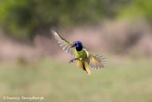 4165 Green Jay (Cyanocorax yneas), Rio Grande Valley, TX